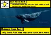 丶 fun fact #34 narwhals have the horn on their head to pick through ice under the ocean big think @sheepcat.exe Bo nus fun fact my wife has left me and took the kids