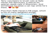 Terry volunteers to brush cats at Safe Haven Pet Sanctuary, a rescue for special needs cats in Wisconsin. And sometimes he takes a cat nap while he's there. Pics from Safe Haven's FB page, which is full of many delightful things: facebook.com/safehavengb/?h 10