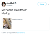 Jared Bell @ThaiHard Follow Me: *walks into kitchen* My dog: なつ@modokinatu 0:04 5:10 PM-24 Sep 2018 from Gainesville, FL