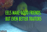 EELS MAKE GO0D FRIENDS, BUT EVEN BETTER TRAITORS imgflip.com malip.comm