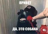 An edit of "Hello, Yes This is Dog" portrait by Valdemar Lethin: http://www.valdemarlethin.com/2015/04/hello-yes-this-is-dog-portrait/