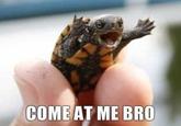 Cute picture of a little turtle with his forelegs raised in angst and caption joking COME AT ME BRO