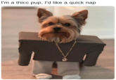 Meme of a "dog":/memes/subcultures/dogs dressed up like "Kanye West":/memes/people/kanye-west and "Lil Pump":/memes/people/lil-pump with the "Roblox":/memes/subcultures/roblox styled costumes as the dog says he is a "thicc":/memes/thicc pup and want a quick nap, to rhyme with the lyrics of the song "Ima quick f--- I like a quick f---" that Kanye sings.