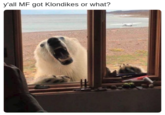 Meme of a bear knocking on a window with caption joking he is in need of a Klondike bar.