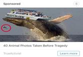 Seconds before disaster Sponsored 40 Animal Photos Taken Before Tragedy TrueActivist Learn more