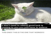 This is the lucky clover cat u don't need to reblog good luck is coming to you you just have to believe bettiefatal THIS ONE!!! THIS IS THE ONE THAT WORKS!!!!!