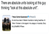 There are absolute units looking at this guy thinking "look at this absolute unit". 7 News Central Queensland@7NewsCQ An enormous steer in Western Australia is making headlines. At 194cm 'Knickers' is the largest in his category in Australia. Story: bit.ly/2As99K3 #7News