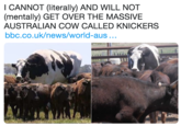 I CANNOT (literally) AND WILL NOT (mentally) GET OVER THE MASSIVE AUSTRALIAN COW CALLED KNICKERS bbc.co.uk/news/world-aus...