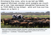 Knickers the cow, who is as tall as NBA legend Michael Jordan and weighs as much as a car, has escaped slaughter because he is TOO BIG to be killed - and will live out his days on a farm :) Holy cow! Giant Holstein-Friesian 'Knickers' stands head and shoulders over "Knickers," an enormous Holstein-Friesian, is making headlines after his owner declared him -- unofficially -- Australia's biggest steer cnn.com