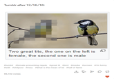Tumblr after 12/16/18: Two great t---, the one on the left is female, the second one is male #tumblr #female presenting nipple #great t-- #bird #media #screen #im funny #edit #shitpost #misc #what is the mean of lid #hall of fame 90,102 notes