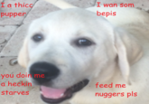 I wan som I a thicc pupper bepis you doin a heckin starves me feed me nuggers pls