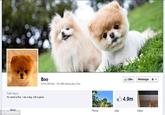 Boo 4,947,382 ikes 441,883 talking about this | Ó Like Message Publc Figure My name is Boo. I em a dog. Life is good 4.9m Phatos Lkes ideas Facebook