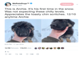 Following @dog_rates This is Archie. It's his first time in the snow Was not expecting these chilly levels Appreciates the toasty chin scritches. 12/10 anytime Archie 8:25 PM -17 Jan 2019 12,769 Retweets 119,310 Likes 341t 13K 9K