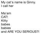 My cat's name is Ginny. l call her Ma'am CAT! Kitty babes babies and ARE YOU SERIOUS?!