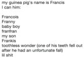 my guinea pig's name is Francis l can him: Francois Franny baby boy franfran my son Frankis toothless wonder (one of his teeth fell out after he had an unfortunate fall) lil s---