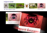 Images for spider → More images for spider Report images Report images