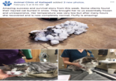 Animal Clinic of Kalispell added 3 new photos February 5 at 9:40 AM.S Amazing success and survival story from this week. Some clients found their injured cat buried in snow. They brought her to us essentially frozen and unresponsive. Her temperature was very low but after many hours she recovered and is now completely normal. Fluffy is amazing!