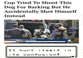 It hurt itself in its confusion Cop Tried To Shoot This Dog For Barking But He Accidentally Shot Himself Instead FIRE DEPUTY INJURED RIVERSIDE 4. 5:36 67 It hurt i tsel f in i ts confusi ont