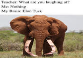 My favourite part of the elephant Teacher: What are you laughing at? Me: Nothing My Brain: Elon Tusk © Richard Moller, TSAVO TRUST