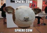 SPHERE COW SPHERE COW imgflip.com