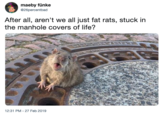 maeby fünke @26percentbad After all, aren't we all just fat rats, stuck in the manhole covers of life? 12:31 PM - 27 Feb 2019