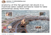 emma A | intimidating sun @sydneysaage anatomy of the fat german rat stuck in a manhole (also called someone need to take photoshop away from me) lette 7:58 AM -27 Feb 2019