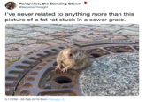 Pantywise, the Dancing Clown @Sequins4Thought l've never related to anything more than this picture of a fat rat stuck in a sewer grate 3:17 PM - 26 Feb 2019 from Chicago, IL