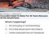 LADBIBLE 3 MIN READ Crocodile Failed To Mate For 46 Years Because Of His Small Penis What's happening? It's annoying or not interesting . I'm in this photo and I don't like it I think it shouldn't be on Facebook