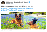 Williamson County Sheriff Chody @SheriffChody K9-Nemo getting his Kong on in #BackTheBluebonnetsChallenge #BackTheBlueBonnets 5:32 PM-3 Apr 2019
