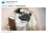Doug The Pug Φ @itsdougthepug #selfie damn I look good 5:18 PM- 29 Oct 2014