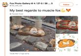 Fox Photo Gallery@ 4/27-5/26... 5 Follow fox info_net My best regards to muscle foxG Translate Tweet 10:09 PM-17 Apr 2019