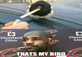 AVS TV Clevel Clin Cleveland Clinic THATS MY BIRD