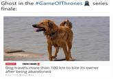 Ghost in the #GameOfThrones finale: series INGDENISTHEREISNEWS Dog travels more than 100 km to bite its owner after being abandoned INCIDENTS 씀 junio 17, 2018 Fabiola dog