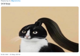 Cat with ponytail Replving to @givenchy 9:30 AM - 9 May 2019
