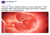 Liz wheeler e @Liz_Wheeler Replying to @AOC This is "two weeks late on your period." Two weeks late has arms & legs forming, fingers & toes, & a heartbeat! CE 7:57 AM -8 May 2019