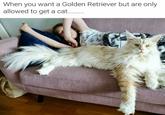 When you want a Golden Retriever but are only allowed to get a cat.
