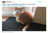 George Followv @GeorgeAstroCat Can I go outside and lick my arse? #PermissionFromSajid 5:59 AM 30 May 2019
