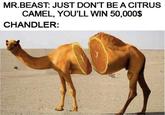 MR.BEAST: JUST DON'T BE A CITRUS CAMEL, YOU'LL WIN 50,000$ CHANDLER: