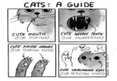 CATS A GUIDE CUTE NEEDLE TEETH (FOR MURDERING CUTE MOUTH (FOR PUKING CUTE KNIFE HANDS FOR TEARING FLESH) CUTE UNBLINKING EYES FOR DETECTING GHOSTS) HANNAH HILLAM /2.16
