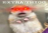 EXTRA THICC