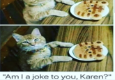 "Am I a joke to you, Karen?" Cat Felidae Small to medium-sized cats Food Dish Photo caption Meal Whiskers Comfort food