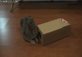 GIF of Maru the cat enjoying the exploration of a new box he has never seen before.