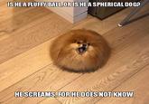 IS HEA FLUFFY BALL, OR IS HEA SPHERICAL DOG? HESCREAMS, FOR HE DOES NOT KNOW