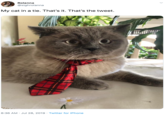 Rolanna @sighrolanna My cat in a tie. That's it. That's the tweet. 8:36 AM Jul 28, 2019 Twitter for iPhone