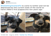 Aleks alekstimrots #ItsGetting TooHardTo to come to twitter and not be depressed by the current state of the world so here's Nikki's first puppaccino two years ago 10:06 AM Aug 5, 2019 Twitter for iPhone