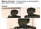 Baby foxes: *enjoying a peaceful life with their mother* Felix: Look at me avisTE PM THE mother NOw.