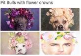Unexpected "Pitbull":/memes/people/pitbull appearance in a meme. Found in a list of "35 Mesmerizing Memes":https://cheezburger.com/9048837/35-mesmerizing-memes-to-bring-on-the-lols on Memebase.