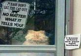 PLEASE DON'T LET THE CAT OUT. NO MATTER WHAT IT TELLS YOU! I know where are your nerf bullets