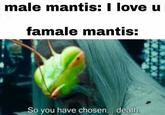 male mantis: I love u famale mantis: So you have chosen... death.