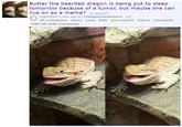 Butter the bearded dragon is being put to sleep tomorrow because of a tumor, but maybe she can live on as a meme? (i.redd.it) submitted 1 day ago by GreeseMunkeeGamer 65 comments share save hide give award report crosspost hide all child comments